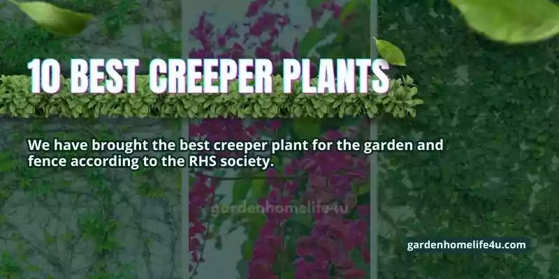Best Creeper Plants for Fenece- Privacy & Beauty in Your Garden-3