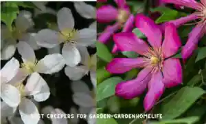 Best Garden Creepers