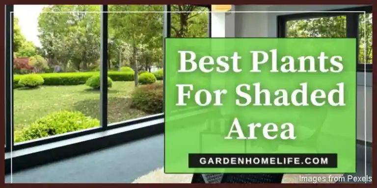 Best-Plants-For-Shaded-Area-