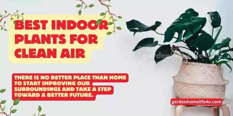 Green Air Purifiers-Best Houseplants for Indoor Air Quality-2