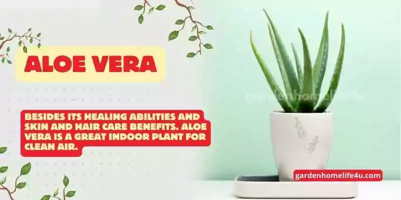 Green Air Purifiers-Best Houseplants for Indoor Air Quality-5