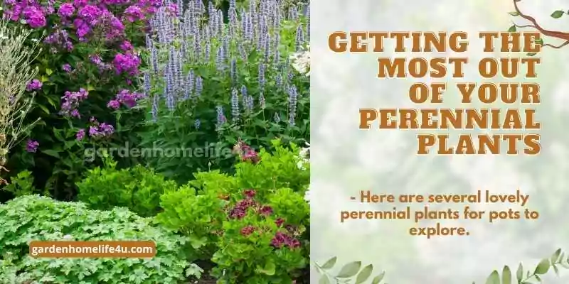 Lasting Beauty-Selecting Perennial Plants for your Garden-2
