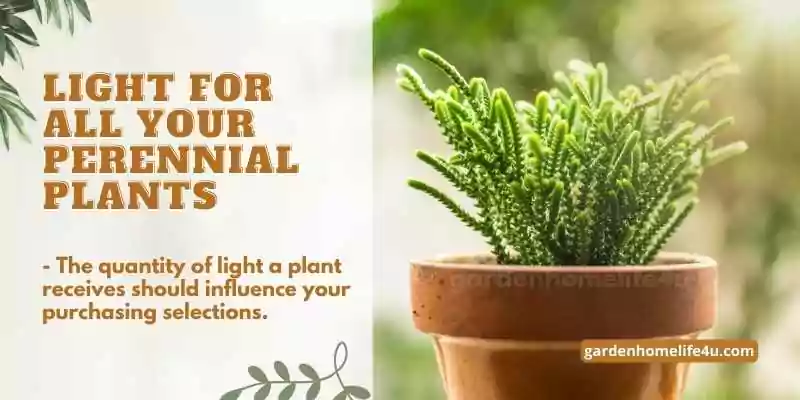 Lasting Beauty-Selecting Perennial Plants for your Garden-3