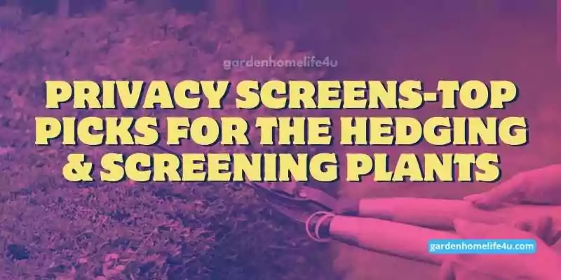 Privacy Screens-Top Picks for the Hedging & Screening Plants-1