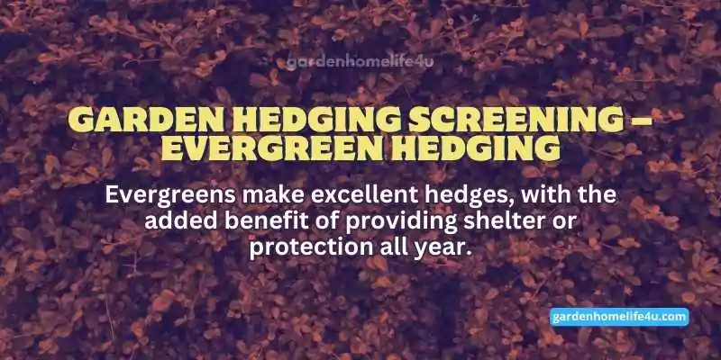 Privacy Screens-Top Picks for the Hedging & Screening Plants-2