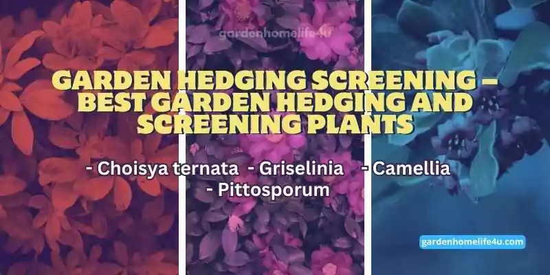 Privacy Screens-Top Picks for the Hedging & Screening Plants-3