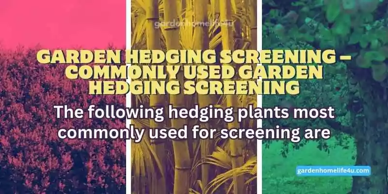 Privacy Screens-Top Picks for the Hedging & Screening Plants-4