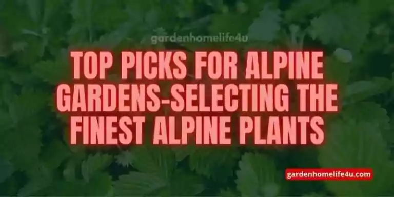 Top Picks for Alpine Gardens-Selecting the Finest Alpine Plants-1