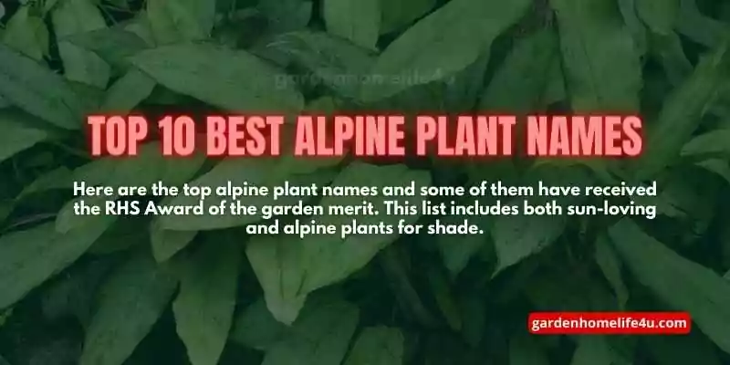 Top Picks for Alpine Gardens-Selecting the Finest Alpine Plants-2