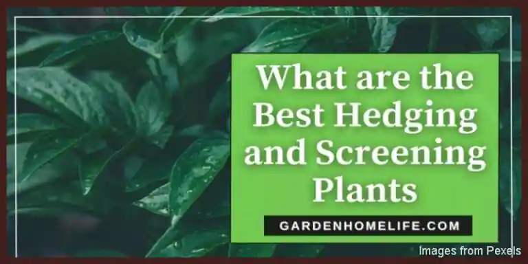 What-are-the-Best-Hedging-and-Screening-Plants-