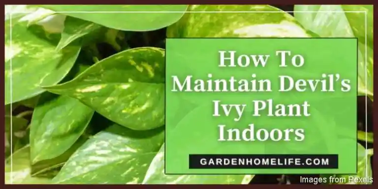 How-to-Maintain-Devils-Ivy-Plant-Indoors
