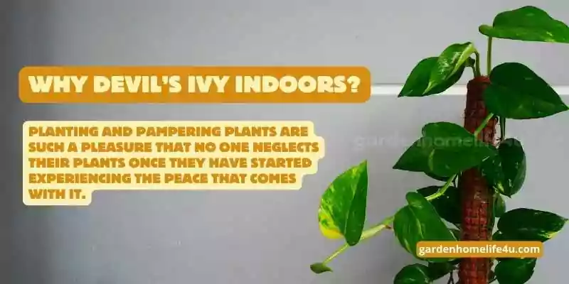 Thriving Indoors-How to Keep Devil’s Ivy Healthy and Lush-2