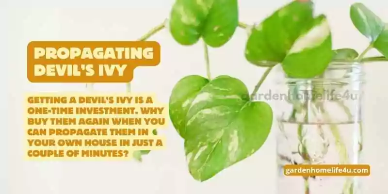 Thriving Indoors-How to Keep Devil’s Ivy Healthy and Lush-4