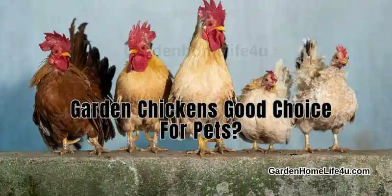 Garden Chickens – Good Choice For Pets-1