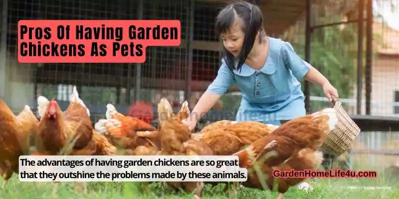 Garden Chickens – Good Choice For Pets-2