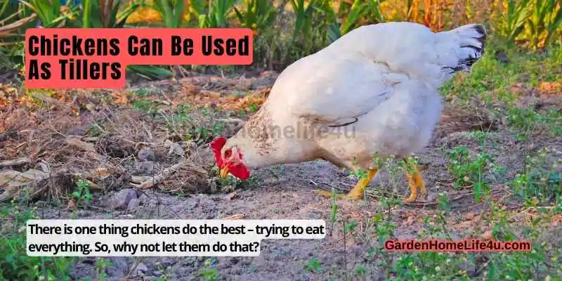 Garden Chickens – Good Choice For Pets-3