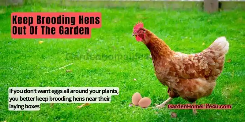 Garden Chickens – Good Choice For Pets-7