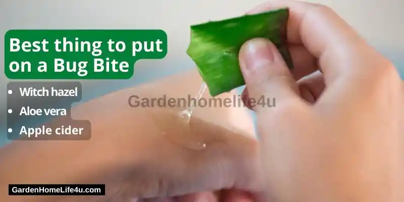 How To Treat Insect Bites Naturally 5