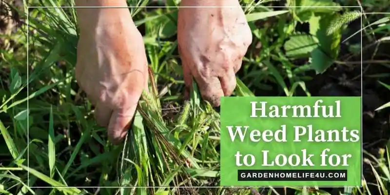 5 Harmful Weed Plants in U.K. - GardenHomeLife4u