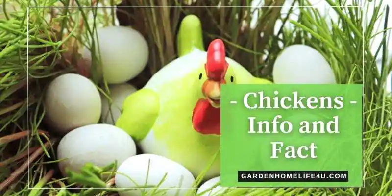 Chicken interesting facts and information