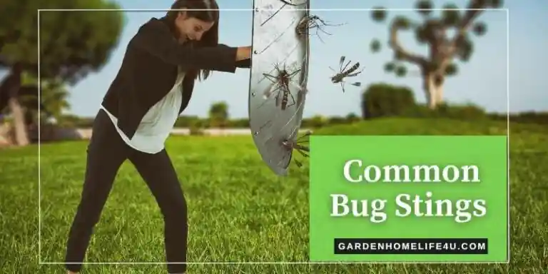 Common Bug Stings in the UK - GardenHomeLife4u
