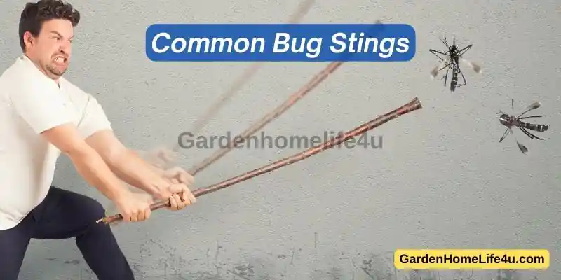 Common Bug Stings in the UK