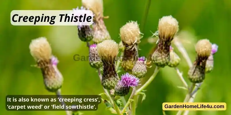Commonly found Weeds in the UK 10