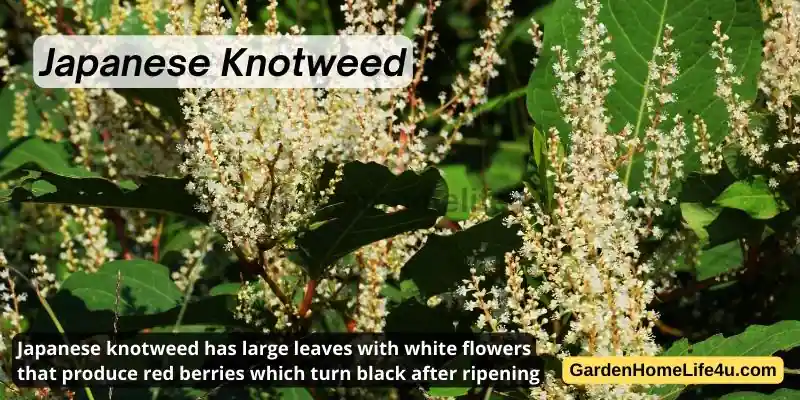 Commonly found Weeds in the UK 11