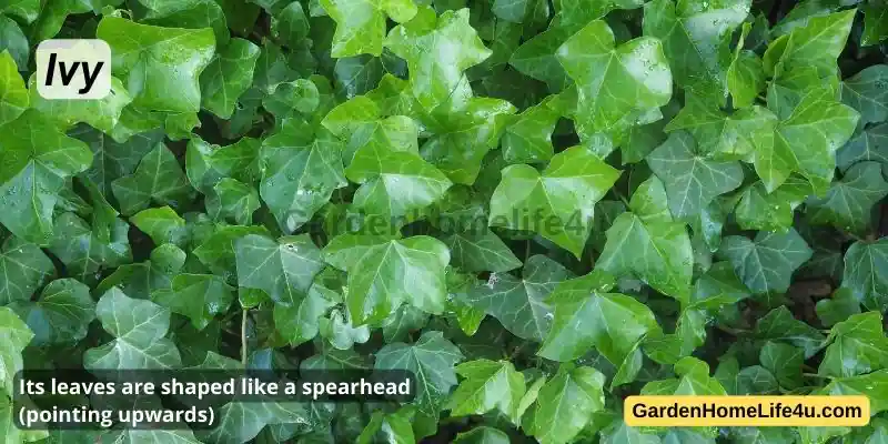 Commonly found Weeds in the UK 14
