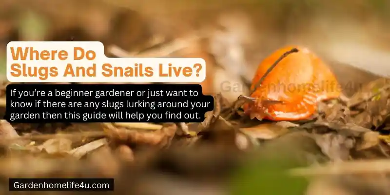 Garden Slug Preventation Tips for Beginners 1