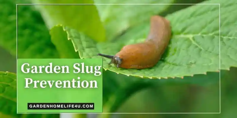 Garden Slug Preventation Tips for Beginners - GardenHomeLife4u