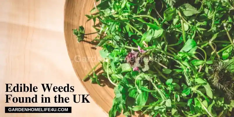 Edible weeds found in the UK-feature