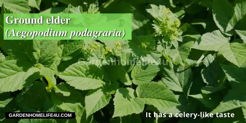 Edible weeds found in the UK11