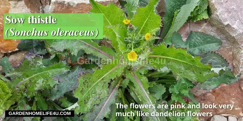 Edible weeds found in the UK12