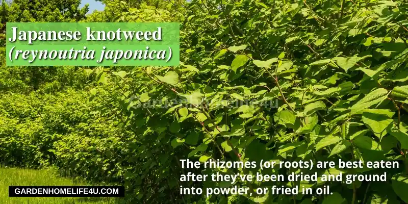 Edible weeds found in the UK13