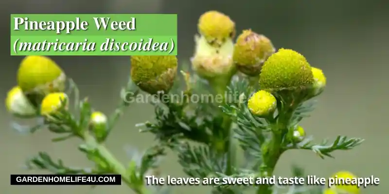 Edible weeds found in the UK2