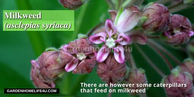 Edible weeds found in the UK4