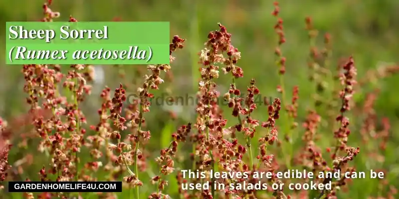 Edible weeds found in the UK7