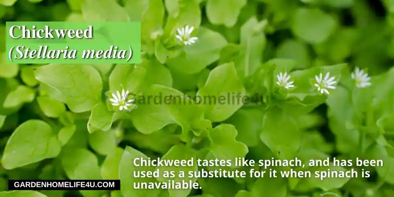 Edible weeds found in the UK9