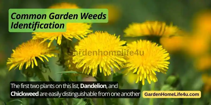 Garden Weed control Tips 2