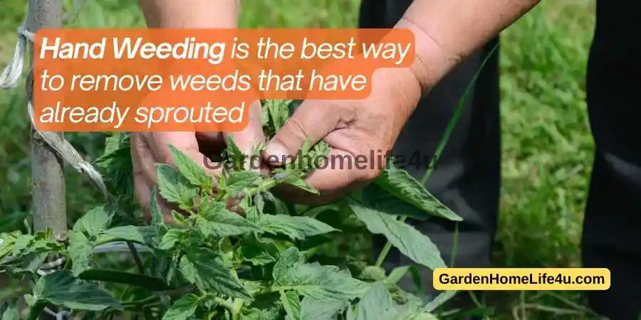 Garden Weed control Tips 4