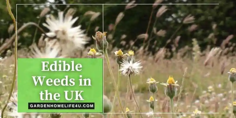 Edible weeds found in the UK - GardenHomeLife4u