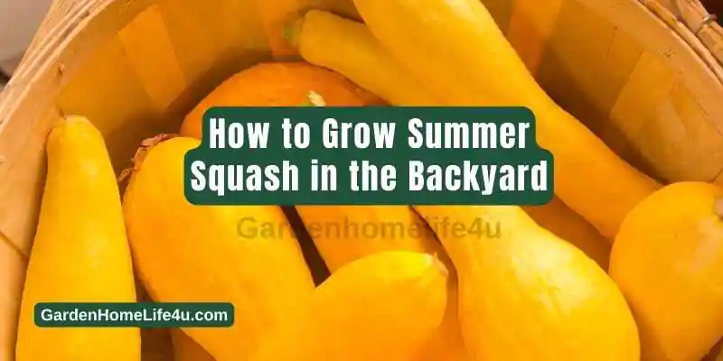 How to Grow Summer Squash in the Backyard 1